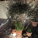 Notes Of - Stylish In An Authentic Area בית הארחה פירנצה